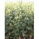 Mustard. 1/2 acre pack. 4.5kg. . No Stock until Feb 24